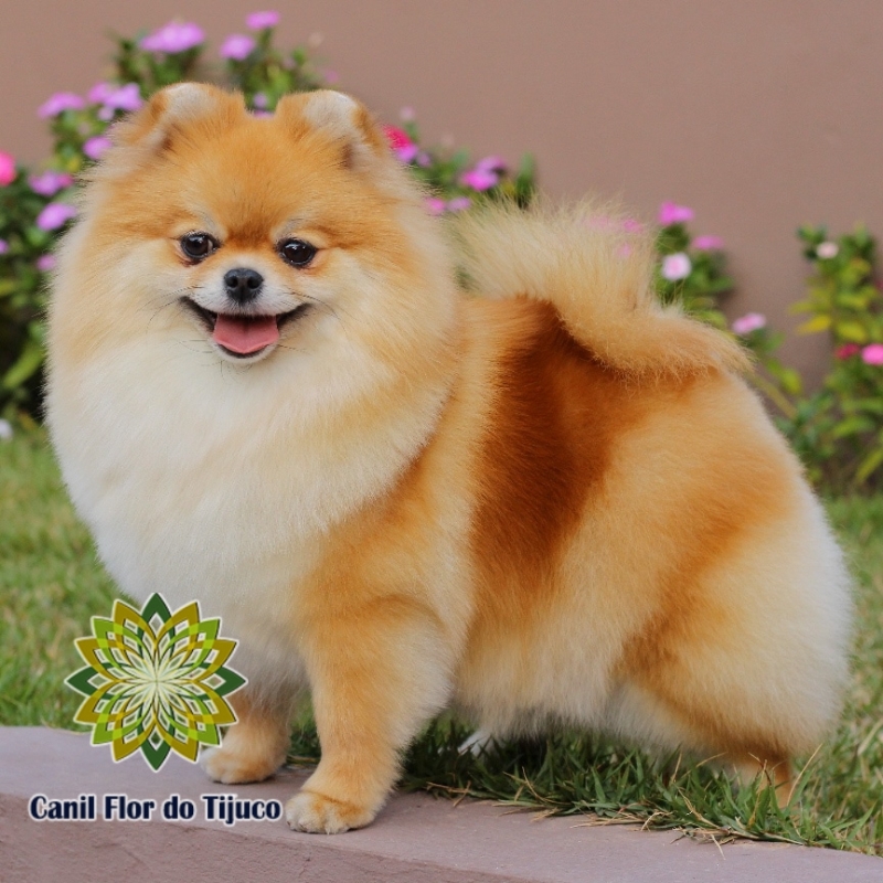 Cão Spitz Alemão Laranja Nossa Senhora do Ó - Spitz Alemão Laranja Micro