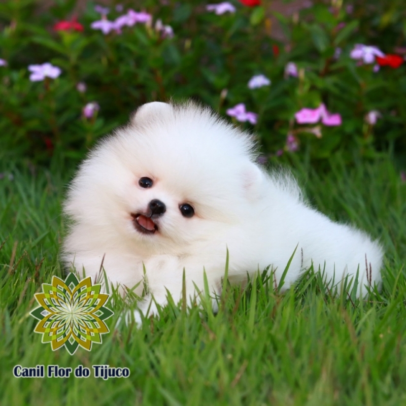 Cão Spitz Alemão Macho Branco Palotina - Spitz Alemão Macho Mini