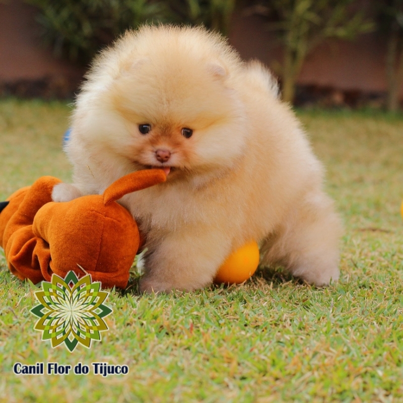 Cão Spitz Alemão Macho Chocolate Taboão da Serra - Spitz Alemão Macho Branco