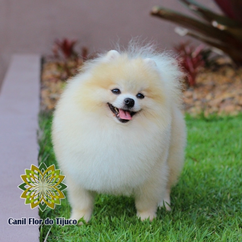 Cão Spitz Alemão Macho Creme Alto Alegre - Spitz Alemão Macho Preto