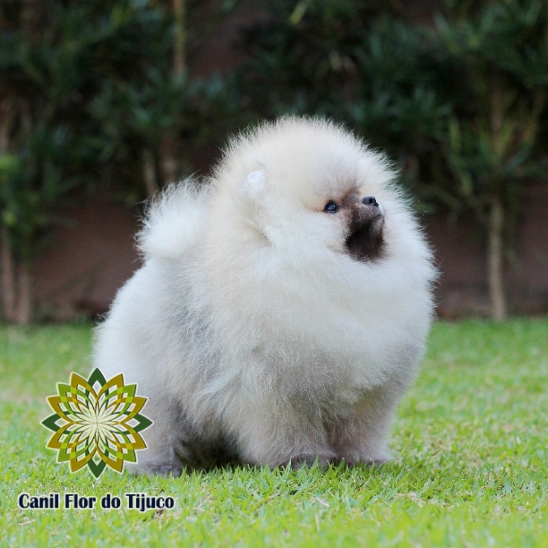 Cão Spitz Alemão Macho Laranja Nova Boa Vista - Spitz Alemão Macho Creme