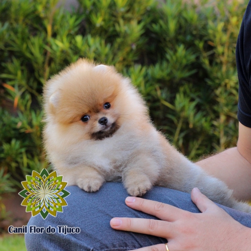 Cão Spitz Alemão Macho Mini Brumado - Spitz Alemão Macho Preto