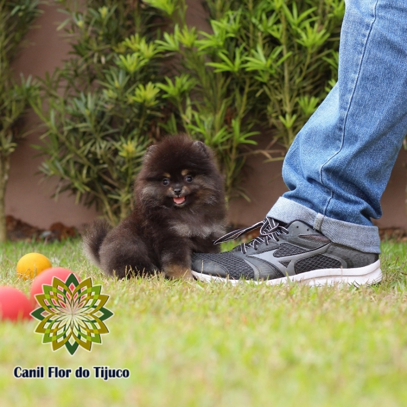 Cão Spitz Alemão Macho Preto Morumbi - Spitz Alemão Macho