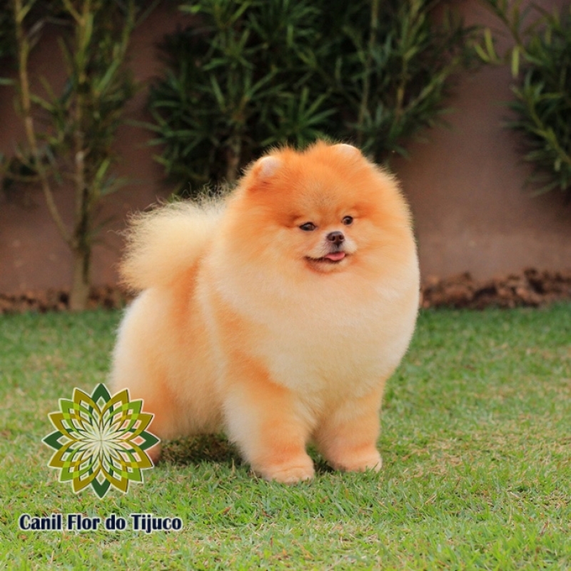 Cão Spitz Alemão Mini Adulto Nova Andradina - Spitz Alemão Mini Anão