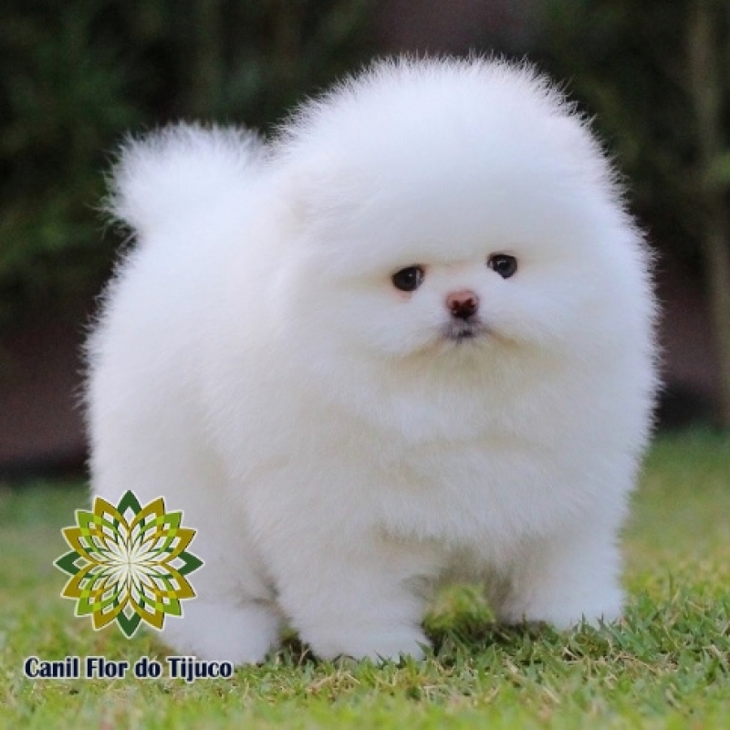 Cão Spitz Alemão Mini Branco Jequitinhonha - Spitz Alemão Mini Filhote