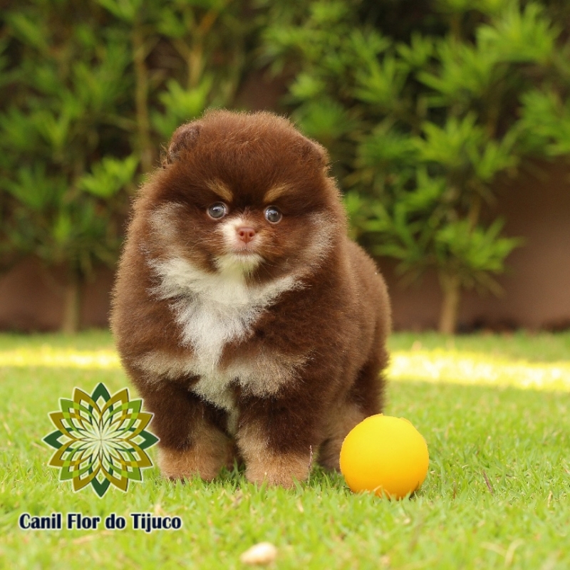 Cão Spitz Alemão Mini Macho Morro Reuter - Spitz Alemão Mini Filhote Fêmea