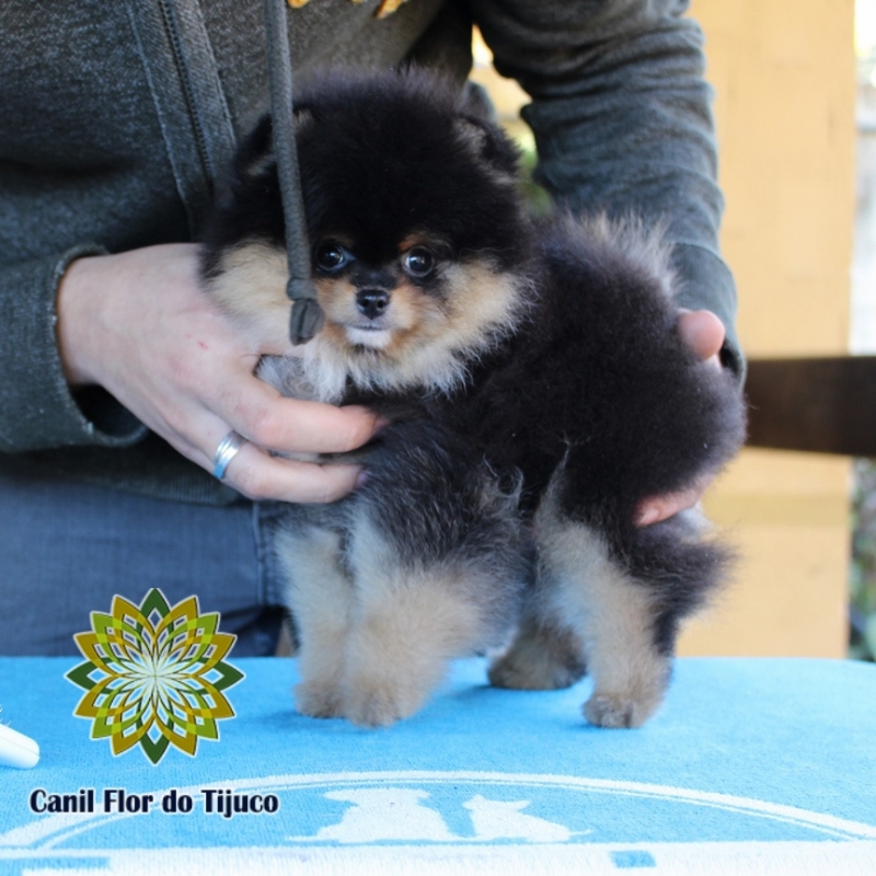 Cão Spitz Alemão Preto Fêmea Paranaíba - Spitz Alemão Cor Preta