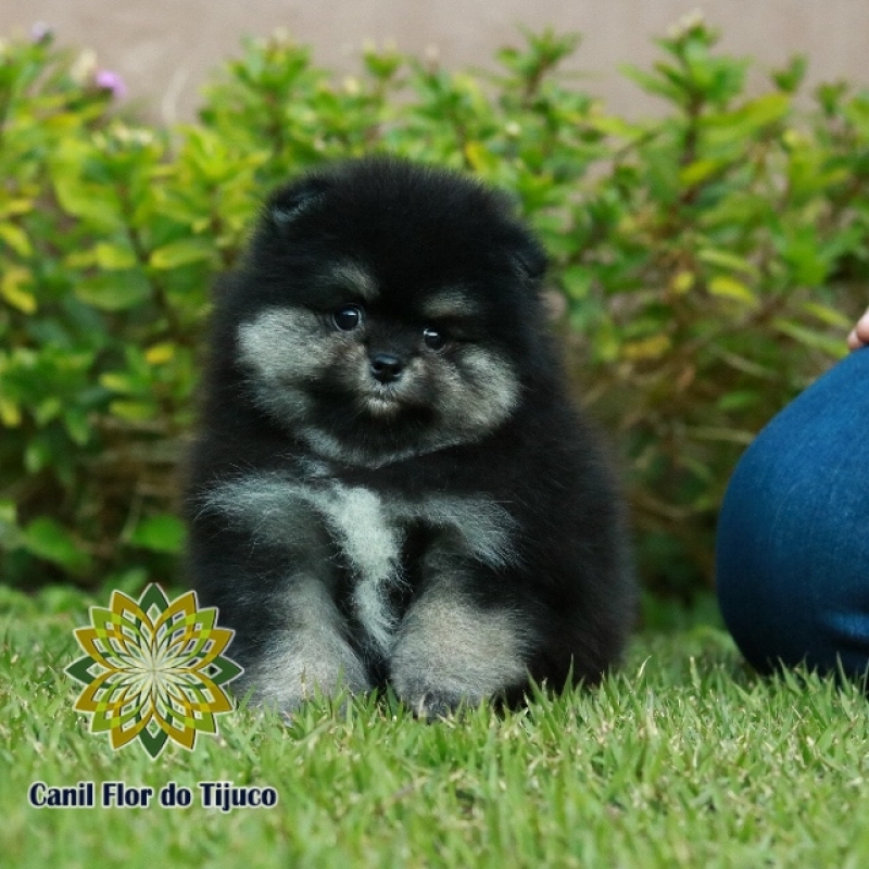 Cão Spitz Alemão Preto Mini Aeroporto - Spitz Alemão Preto Macho