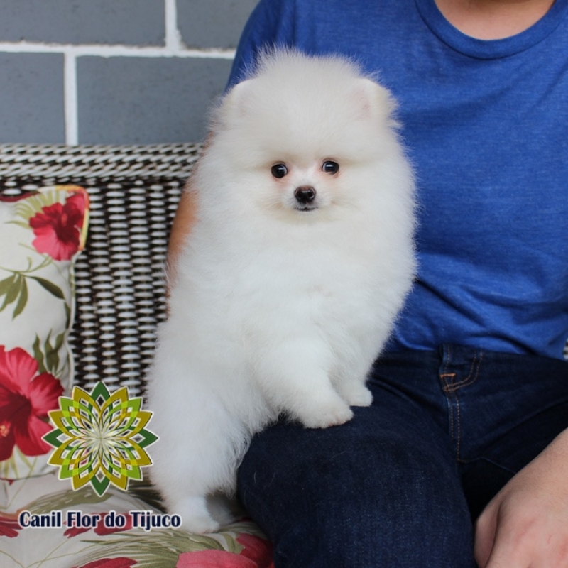 Comprar Spitz Alemão Branco Macho Ibirité - Spitz Alemão Branco Anão