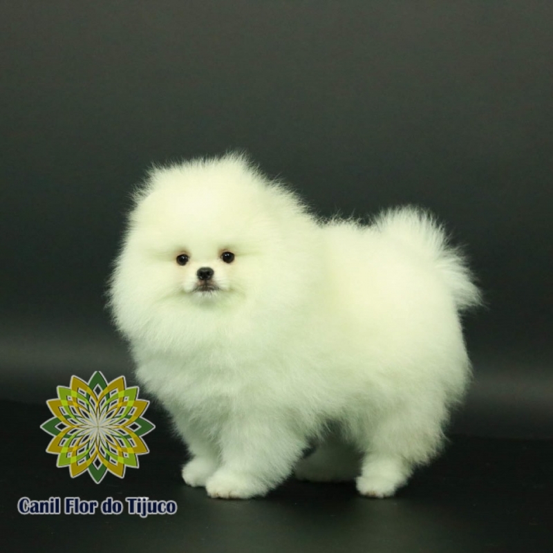 Comprar Spitz Alemão Branco Pequeno Tefé - Spitz Alemão Branco Mini