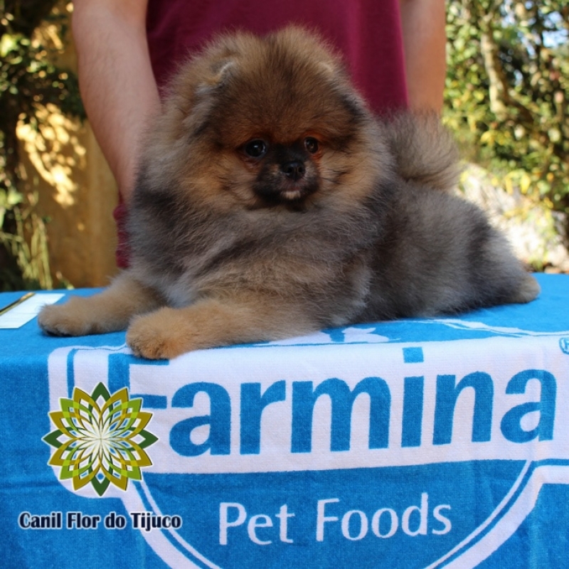 Comprar Spitz Alemão Laranja Fêmea Bujari - Spitz Alemão Laranja Micro