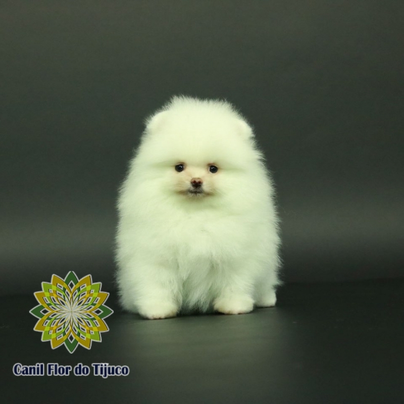 Custo de Spitz Alemão Mini Branco São Miguel do Oeste - Spitz Alemão Mini Laranja