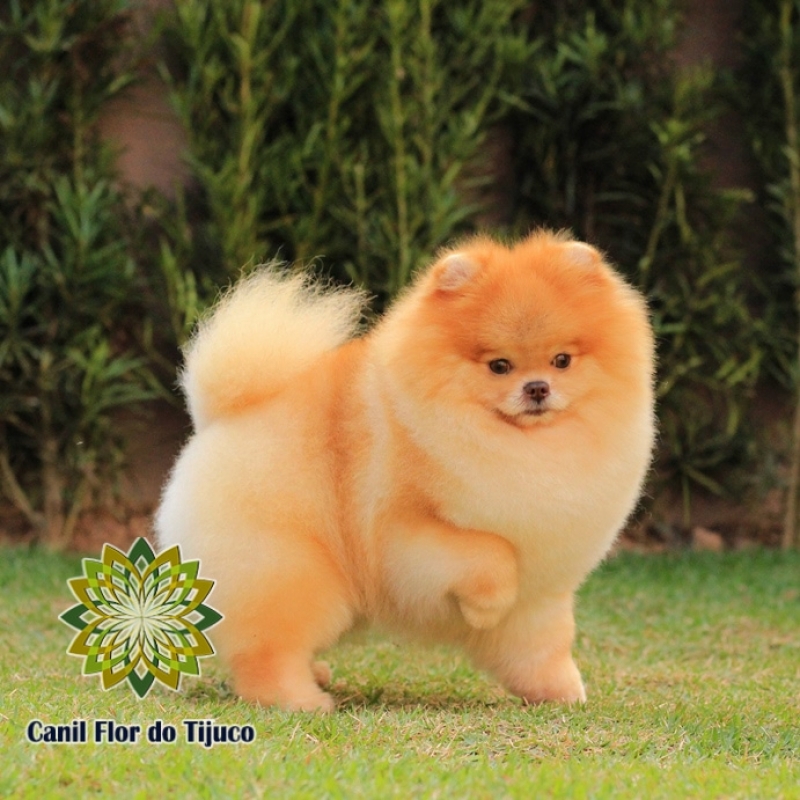 Custo de Spitz Alemão Mini Fêmea Goianésia - Spitz Alemão Mini Branco