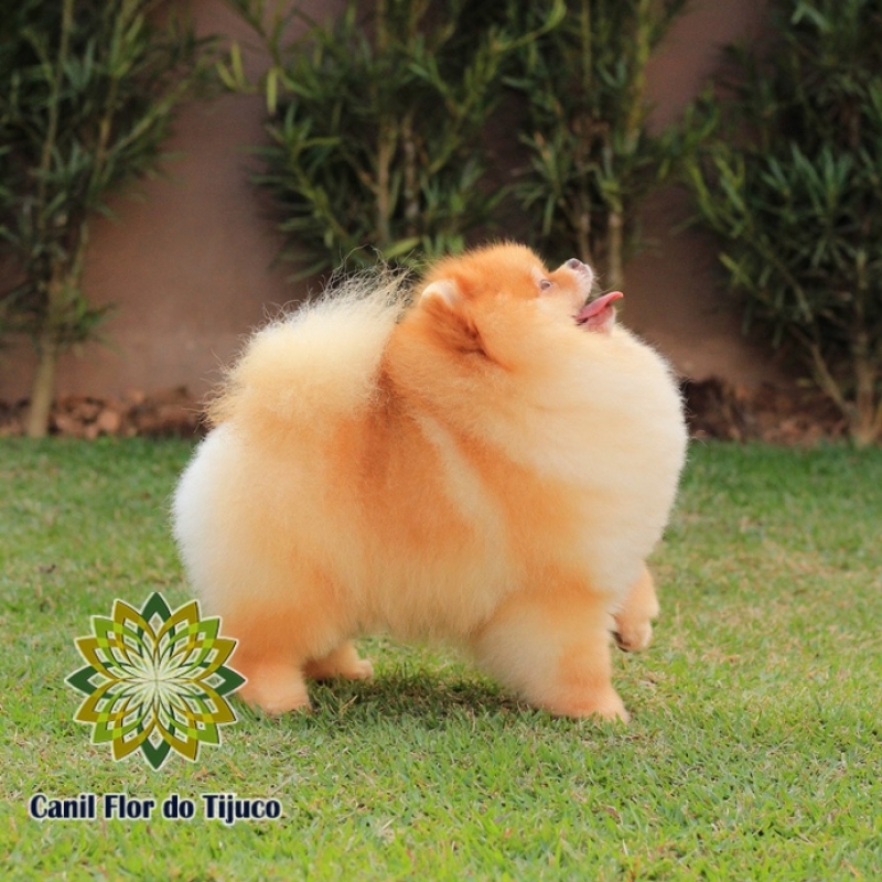 Custo de Spitz Alemão Mini Macho Leblon - Spitz Alemão Mini Anão