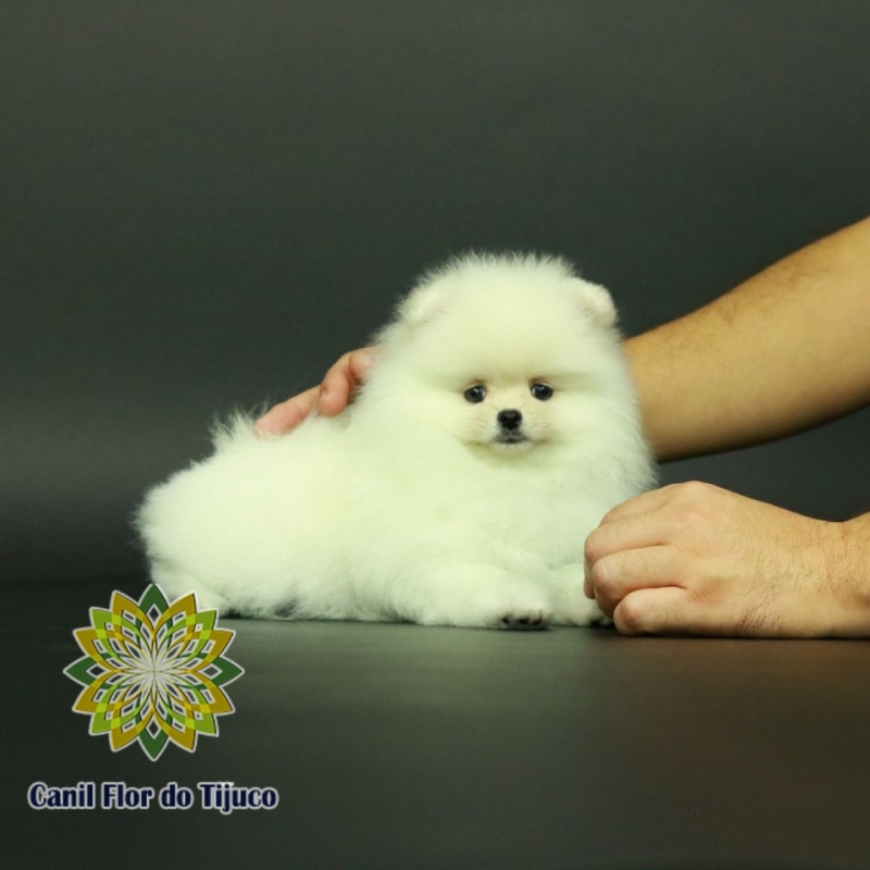 Empresas Que Vendem Lulu da Pomerânia Branco Anão Cavalcante - Lulu da Pomerânia Branco Macho