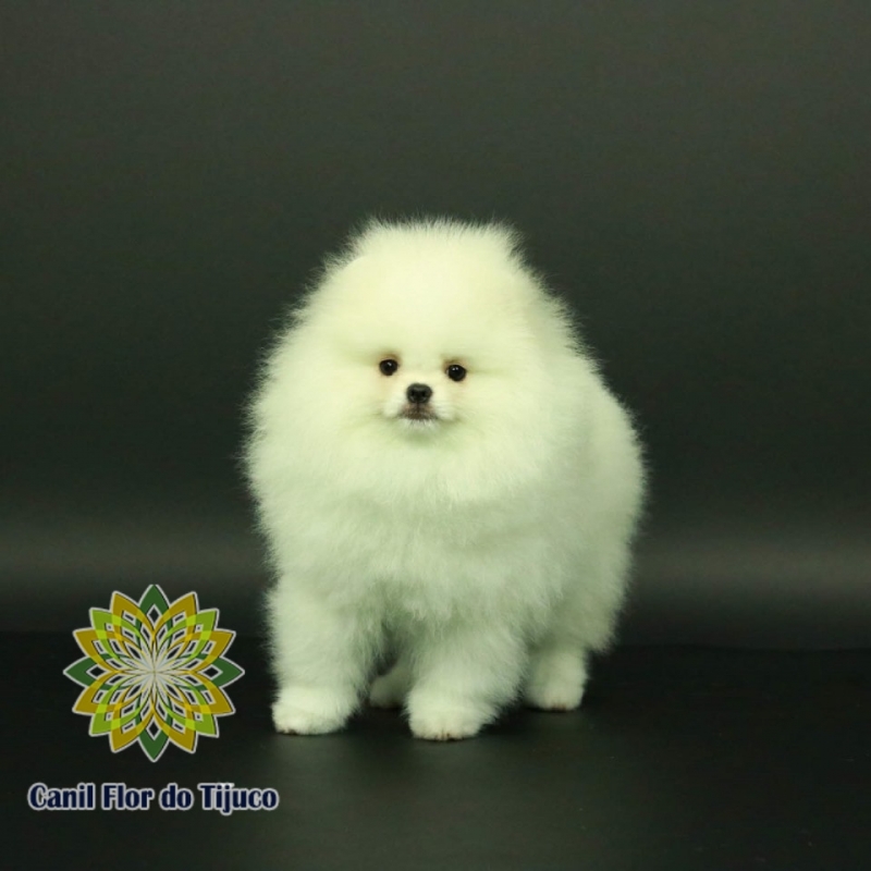 Empresas Que Vendem Lulu da Pomerânia Branco e Preto Tibagi - Lulu da Pomerânia Branco Pequeno