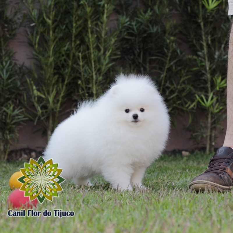 Empresas Que Vendem Lulu da Pomerânia Branco Fêmea José Bonifácio - Lulu da Pomerânia Branco Macho