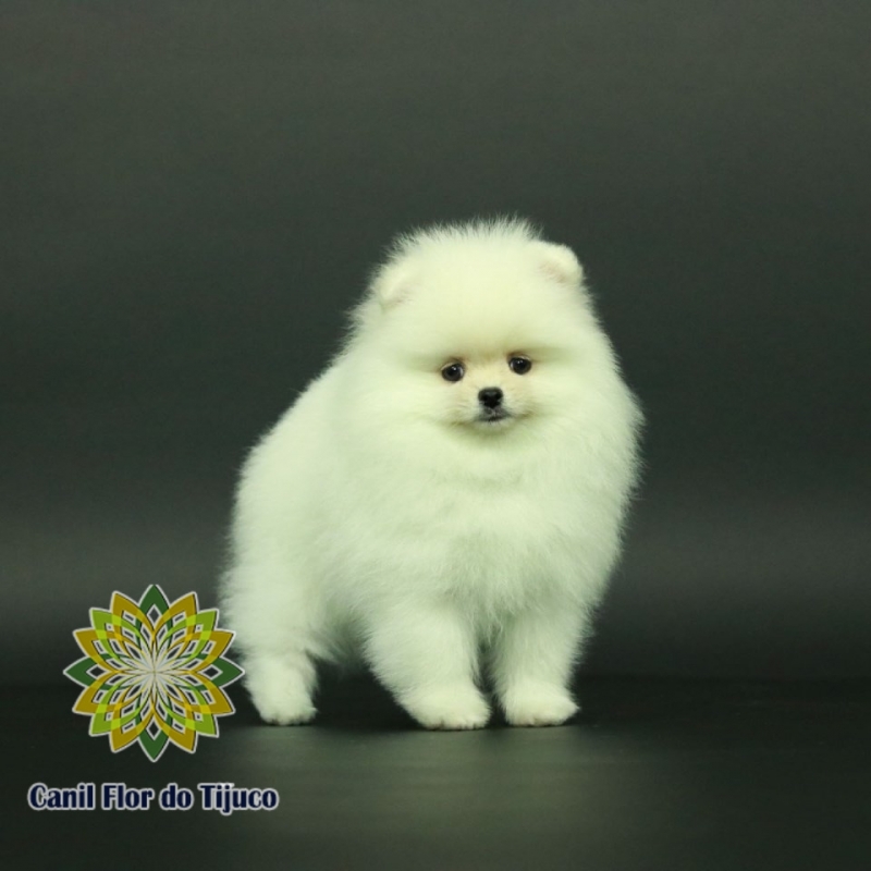 Empresas Que Vendem Lulu da Pomerânia Branco Micro Ibirama - Lulu da Pomerânia Branco Fêmea