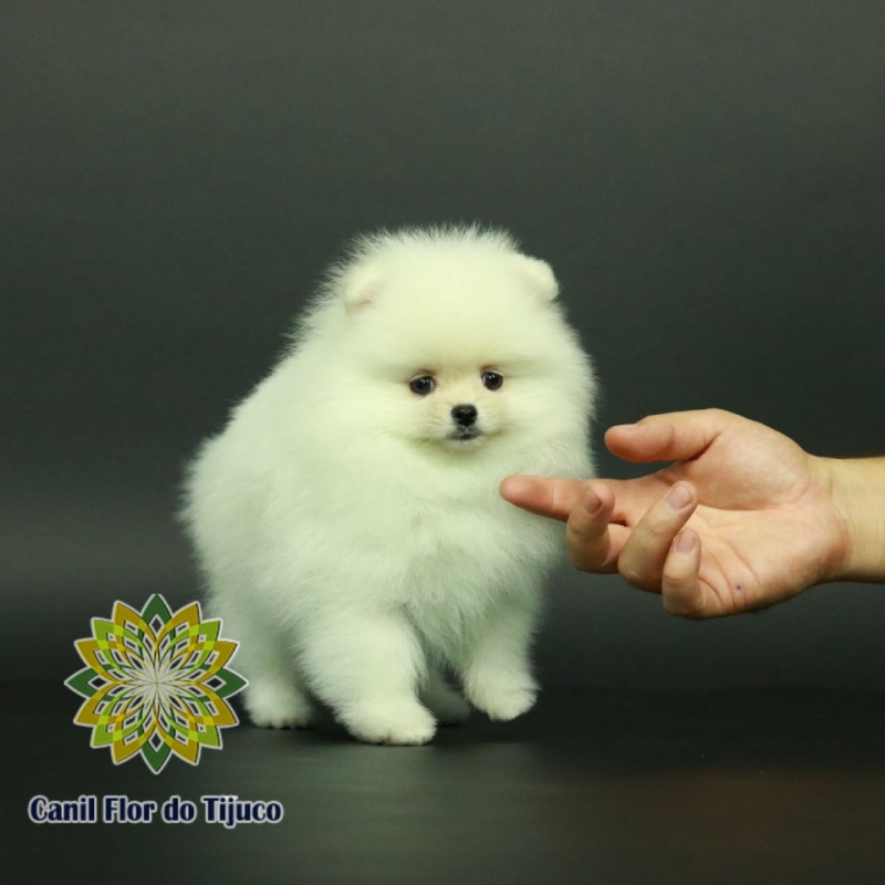 Empresas Que Vendem Lulu da Pomerânia Branco Mini Japorã - Lulu da Pomerânia Branco e Preto