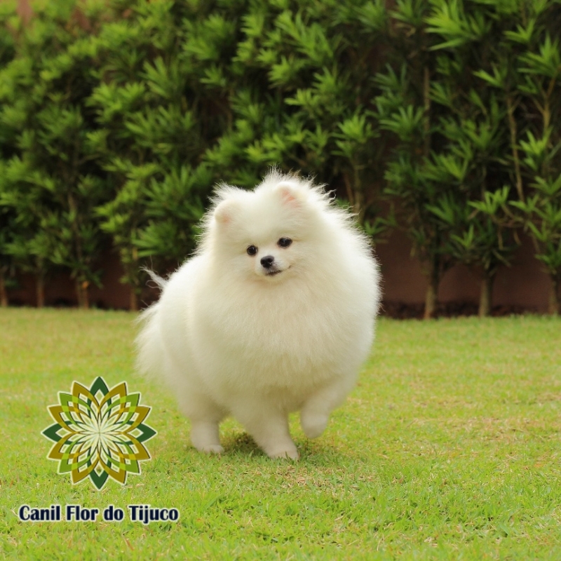 Empresas Que Vendem Lulu da Pomerânia Branco Pequeno Castanhal - Lulu da Pomerânia Branco Fêmea