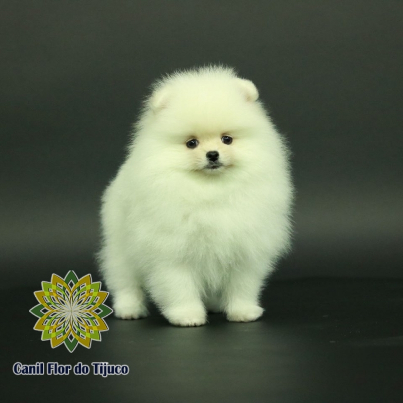 Empresas Que Vendem Lulu da Pomerânia Branco Vila Pavão - Lulu da Pomerânia Branco Adulto