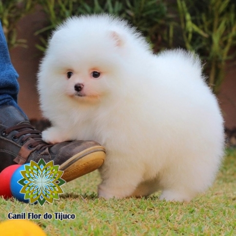 Loja de Lulu da Pomerânia Creme Anão Paulista - Lulu da Pomerânia Creme Macho Adulto