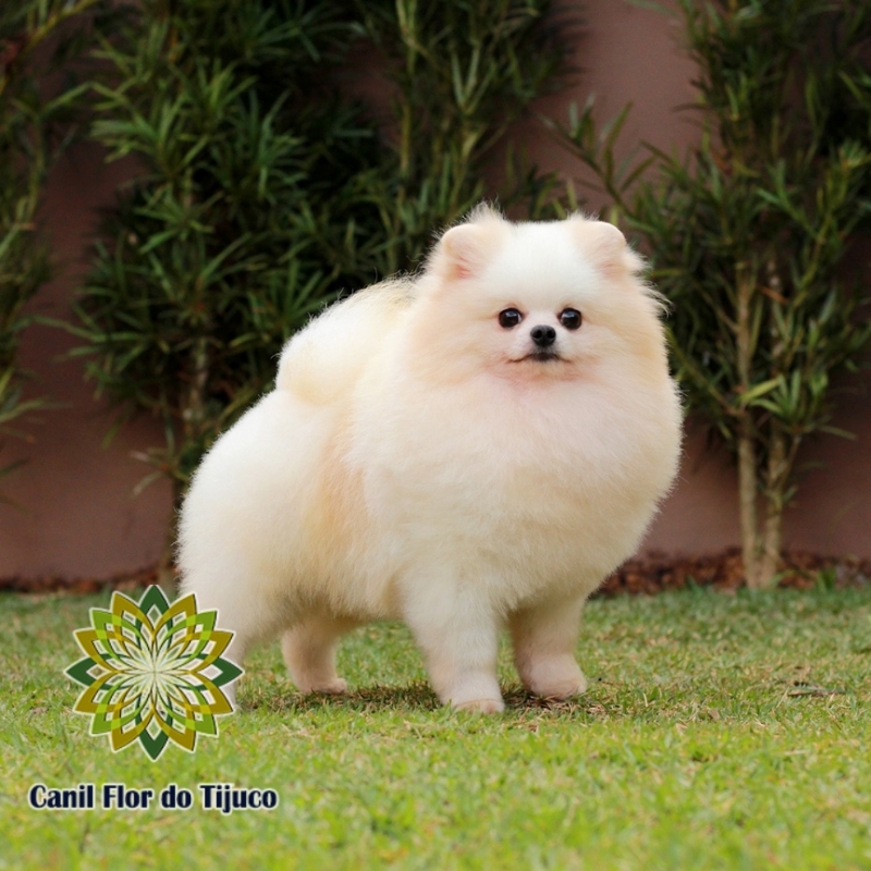 Loja de Lulu da Pomerânia Creme e Branco Penedo - Lulu da Pomerânia Creme Filhote