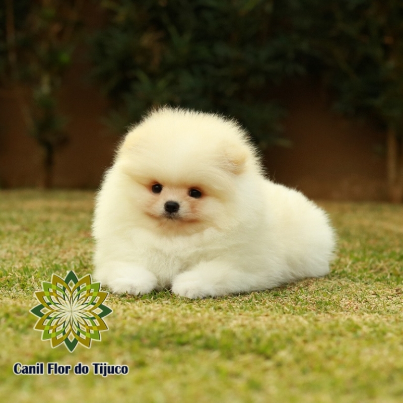 Loja de Lulu da Pomerânia Creme Filhote Poconé - Lulu da Pomerânia Creme Filhote