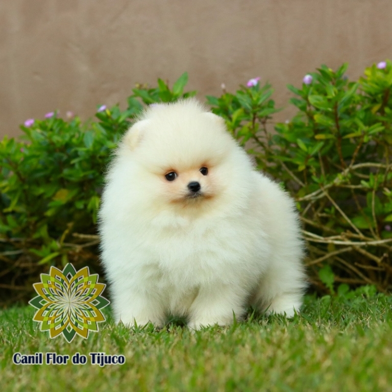 Loja de Lulu da Pomerânia Creme Micro Barra de São Francisco - Lulu da Pomerânia Creme Macho