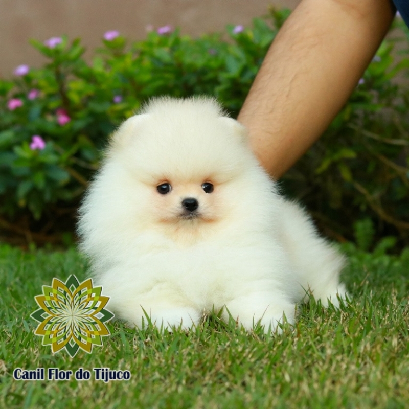 Loja de Lulu da Pomerânia Creme Mini Morumbi - Lulu da Pomerânia Creme Anão