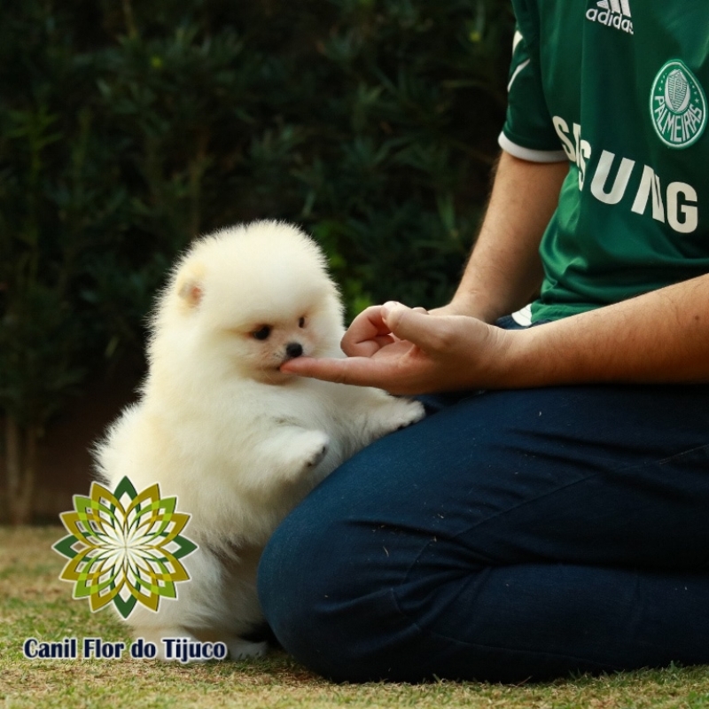 Loja de Lulu da Pomerânia Creme Campo Bom - Lulu da Pomerânia Creme Pequeno