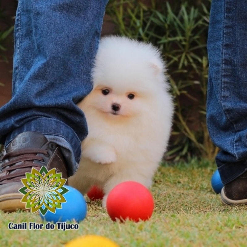 Loja de Spitz Alemão Creme Fêmea Raposo Tavares - Spitz Alemão Creme Pequeno