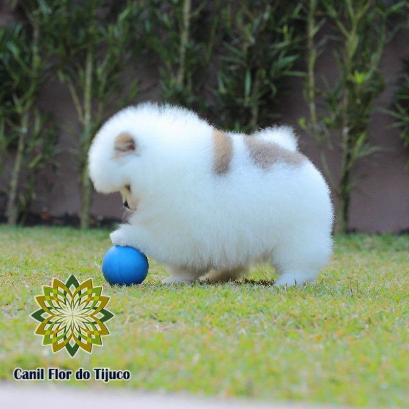 Loja Que Vende Spitz Alemão Macho Anão Dourados - Spitz Alemão Macho Mini