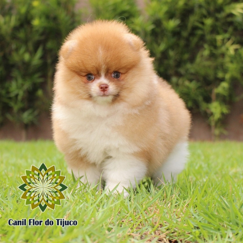 Loja Que Vende Spitz Alemão Macho Camaçari - Spitz Alemão Macho Adulto