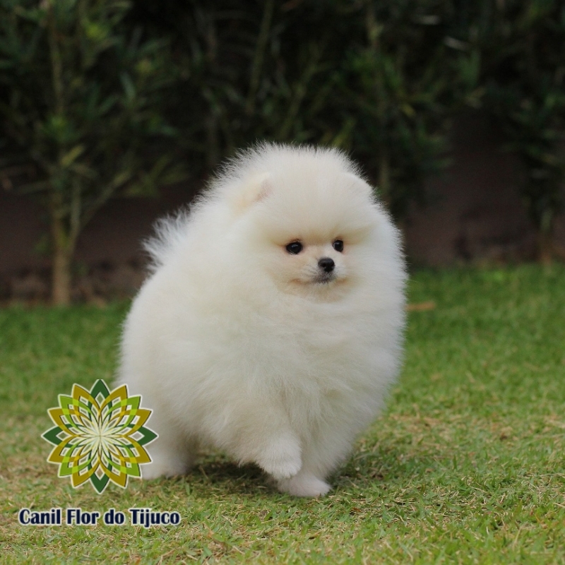 Lulu da Pomerânia Branco Adulto Bagé - Lulu da Pomerânia Branco Mini