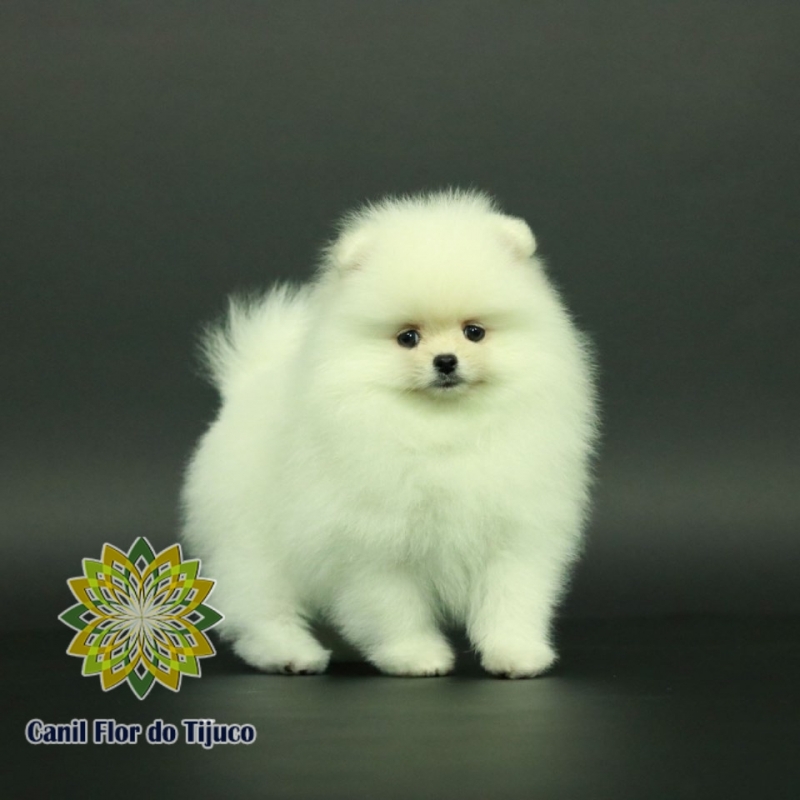 Lulu da Pomerânia Branco e Preto Itapipoca - Lulu da Pomerânia Branco e Preto