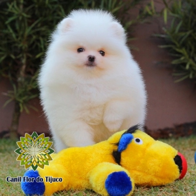 Lulu da Pomerânia Branco Filhote Preços Raposo Tavares - Lulu da Pomerânia Branco e Preto