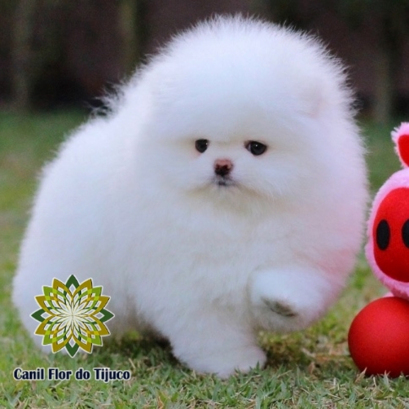 Lulu da Pomerânia Branco Filhote Valença - Lulu da Pomerânia Branco Anão