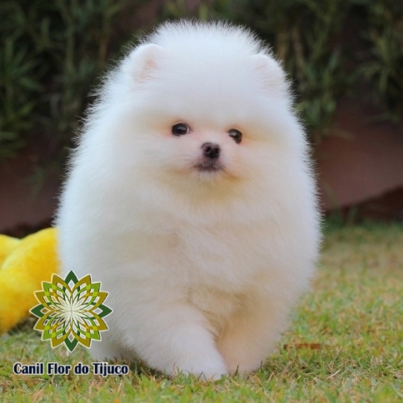 Lulu da Pomerânia Branco Macho Preços Capelinha - Lulu da Pomerânia Branco Filhote