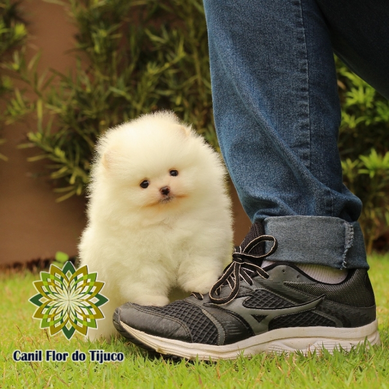 Lulu da Pomerânia Branco Macho Amambai - Lulu da Pomerânia Branco Pequeno