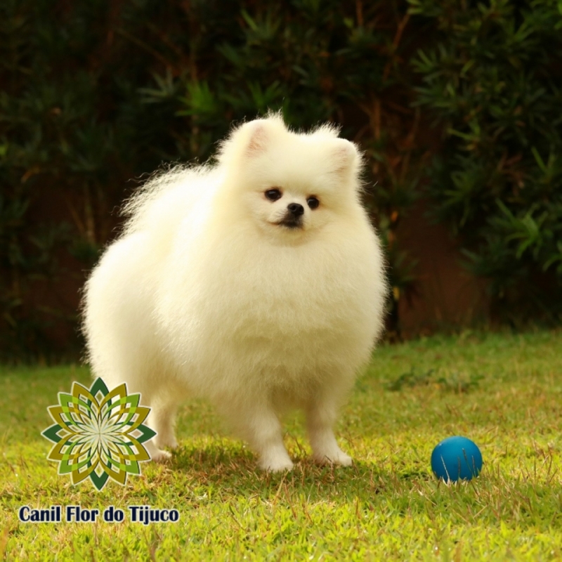 Lulu da Pomerânia Branco Micro Cerro Grande - Lulu da Pomerânia Branco Micro