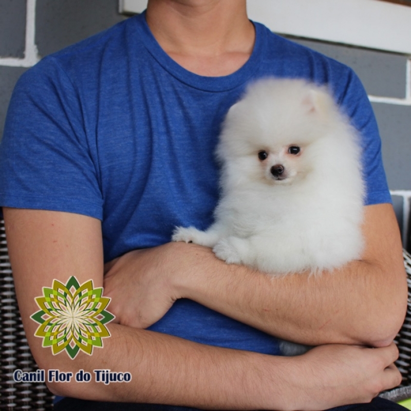 Lulu da Pomerânia Branco Mini Preços Caxias - Lulu da Pomerânia Branco Micro