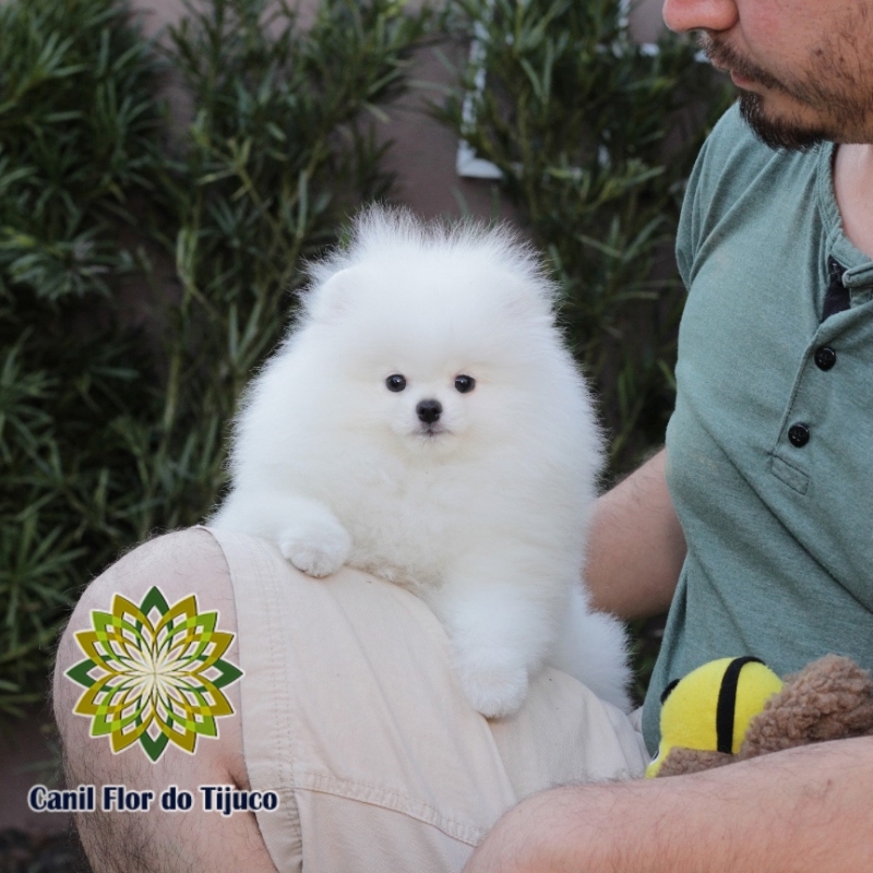 Lulu da Pomerânia Branco Pequeno Preços Trindade do Sul - Lulu da Pomerânia Branco Anão