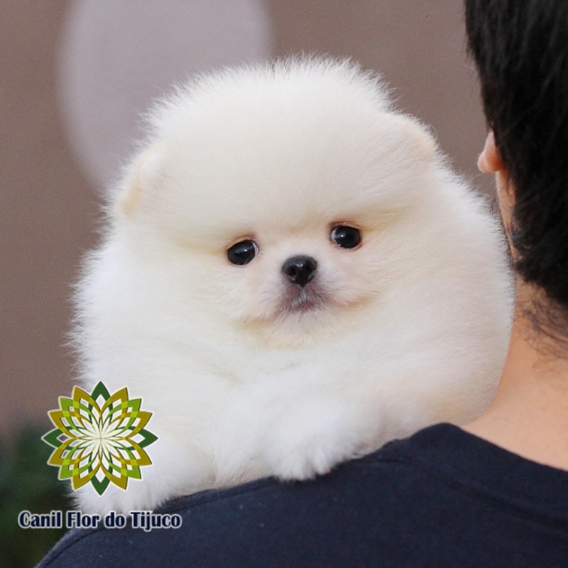 Lulu da Pomerânia Branco Parelheiros - Lulu da Pomerânia Branco Filhote