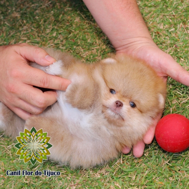 Lulu da Pomerânia Chocolate Anão Xinguara - Lulu da Pomerânia Chocolate Anão