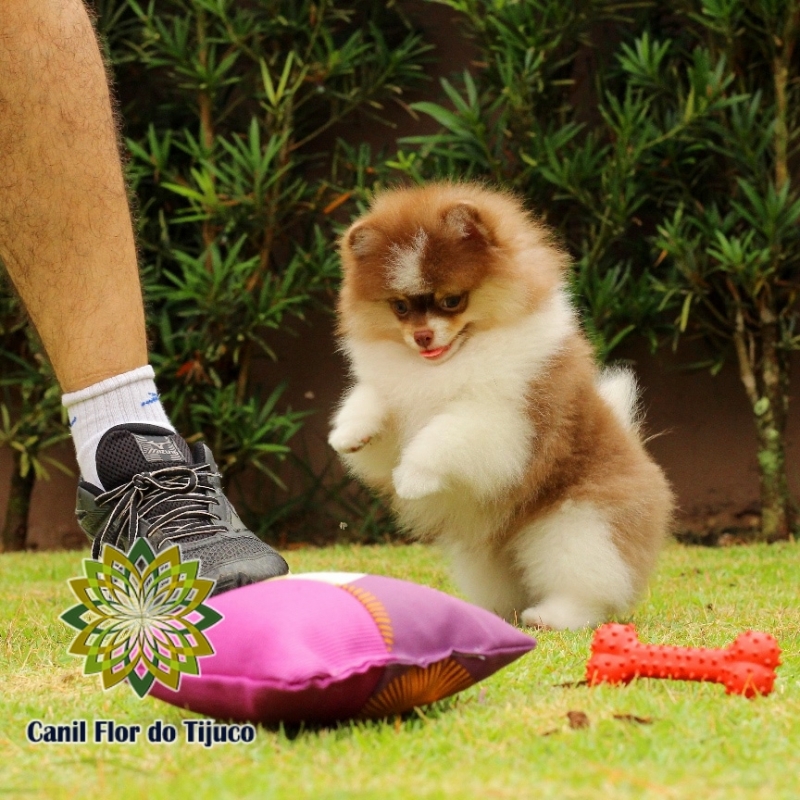 Lulu da Pomerânia Chocolate e Branco Valores São Miguel dos Campos - Lulu da Pomerânia Chocolate Macho