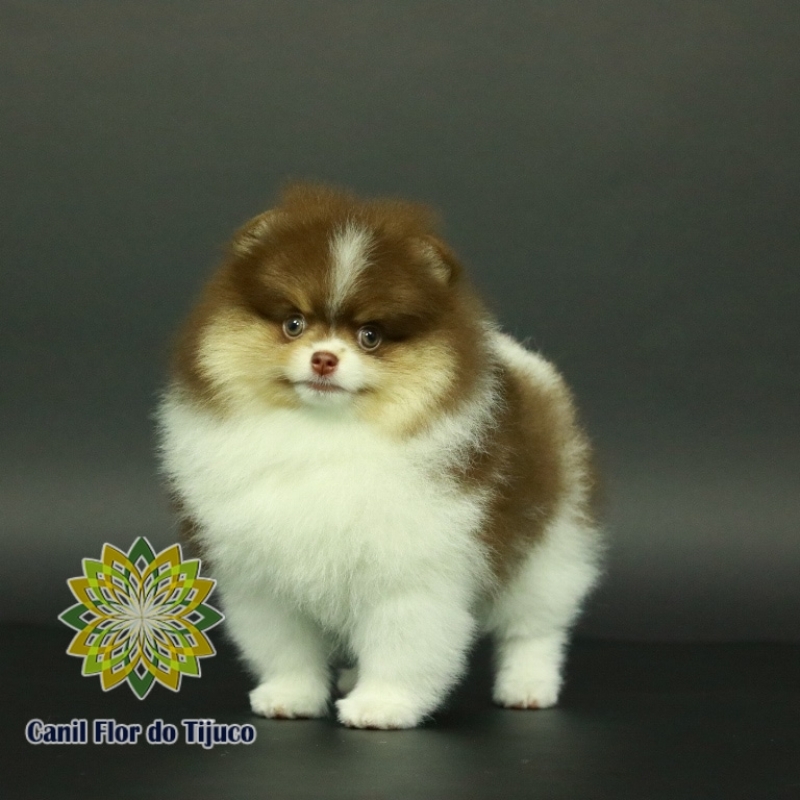 Lulu da Pomerânia Chocolate Filhote Valores São Miguel do Oeste - Lulu da Pomerânia Chocolate Macho