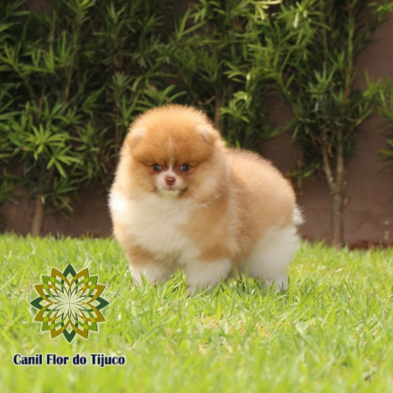 Lulu da Pomerânia Chocolate Filhote Joaçaba - Lulu da Pomerânia Chocolate e Branco