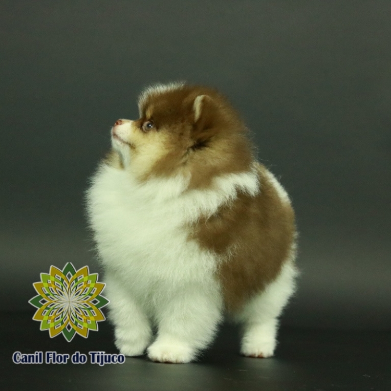 Lulu da Pomerânia Chocolate Macho Valores São Borja - Lulu da Pomerânia Chocolate Pequeno