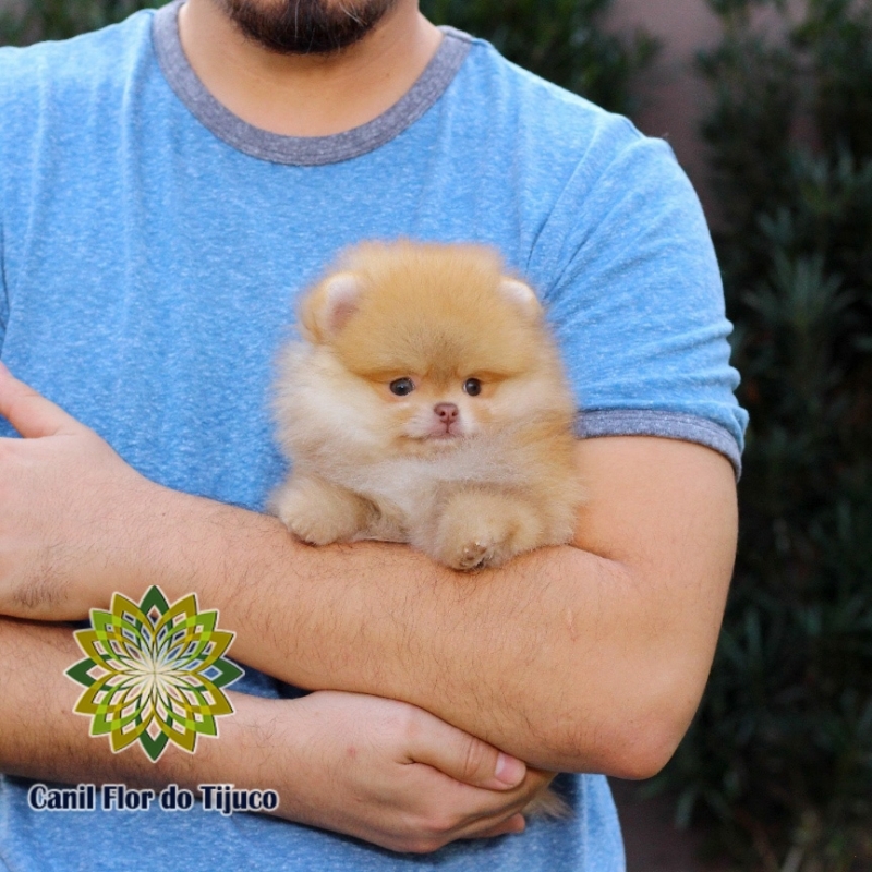 Lulu da Pomerânia Chocolate Micro Castanhal - Lulu da Pomerânia Chocolate Macho